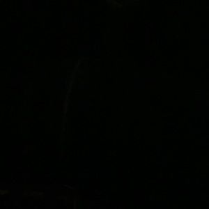 Meet your Posher, Will